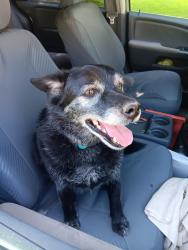 Reunited Male Dog last seen Bagdad rd and Sharp rd Waterford pa , Waterford, PA 16441
