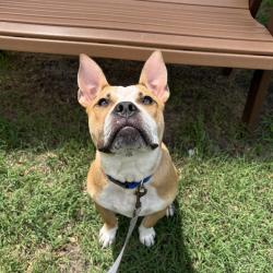 Shelter Stray Male Dog last seen , Jacksonville, FL 32216
