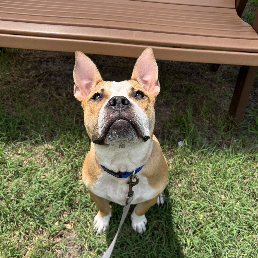Shelter Stray Male Dog last seen , Jacksonville, FL 32216