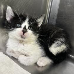 Shelter Stray Female Cat last seen , Palm Springs, CA 92264