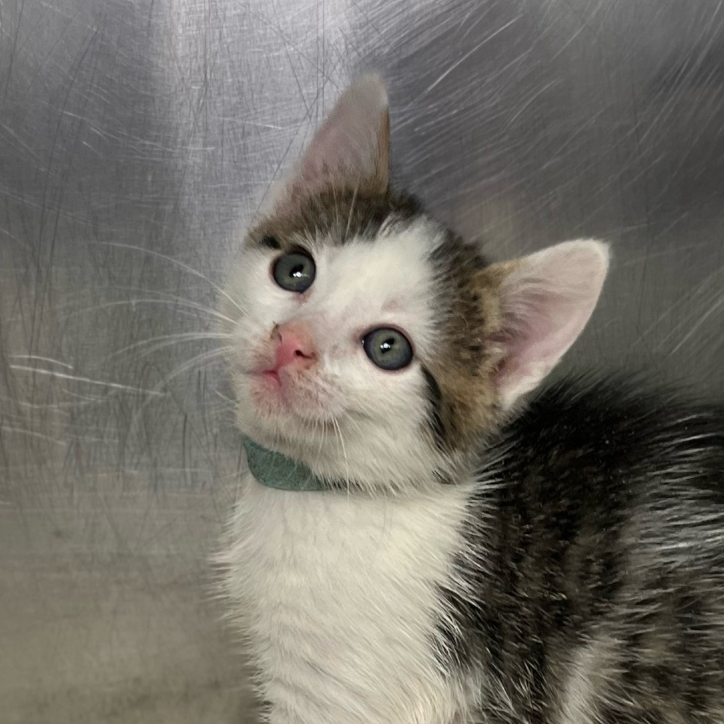 Shelter Stray Male Cat last seen , Palm Springs, CA 92264