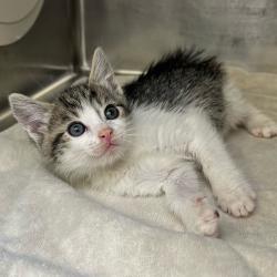 Shelter Stray Male Cat last seen , Palm Springs, CA 92264