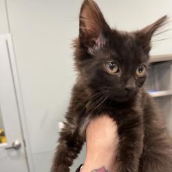 Shelter Stray Male Cat last seen , Greensboro, NC 27409