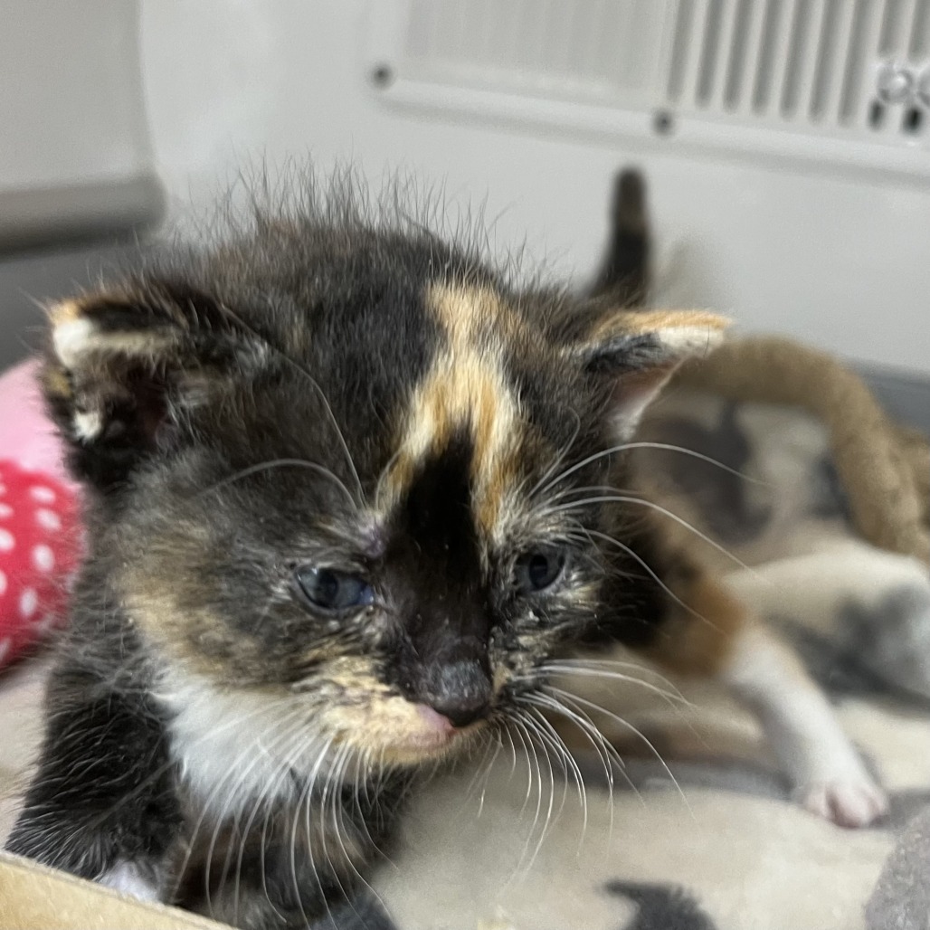 Shelter Stray Female Cat last seen , Palm Springs, CA 92264