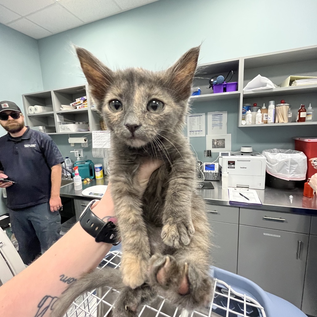 Shelter Stray Female Cat last seen , Greensboro, NC 27409
