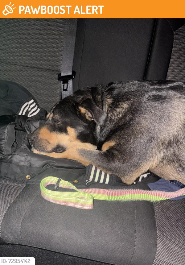 Found/Stray Female Dog last seen 50th street west quartzhill, Los Angeles County, CA 93536