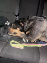 Found/Stray Female Dog last seen 50th street west quartzhill, Los Angeles County, CA 93536