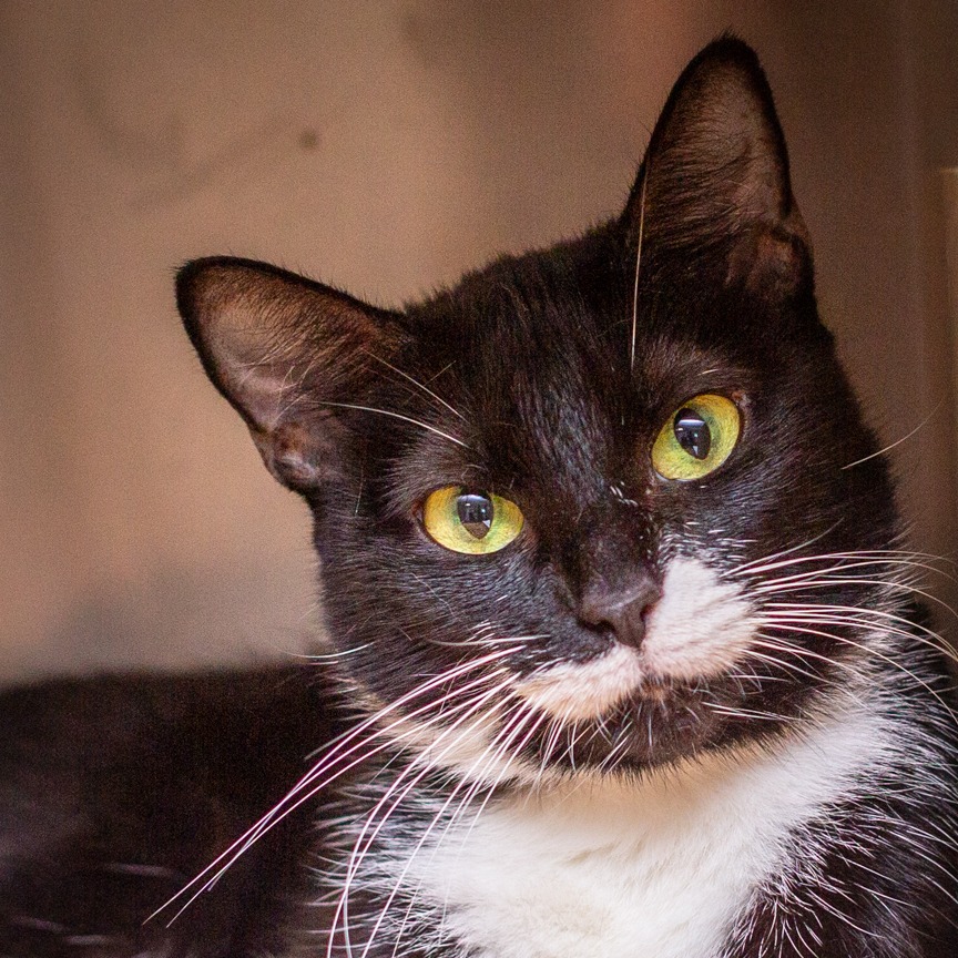 Shelter Stray Female Cat last seen , Hattiesburg, MS 39401
