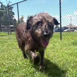 Shelter Stray Male Dog last seen , Cabot, AR 72007