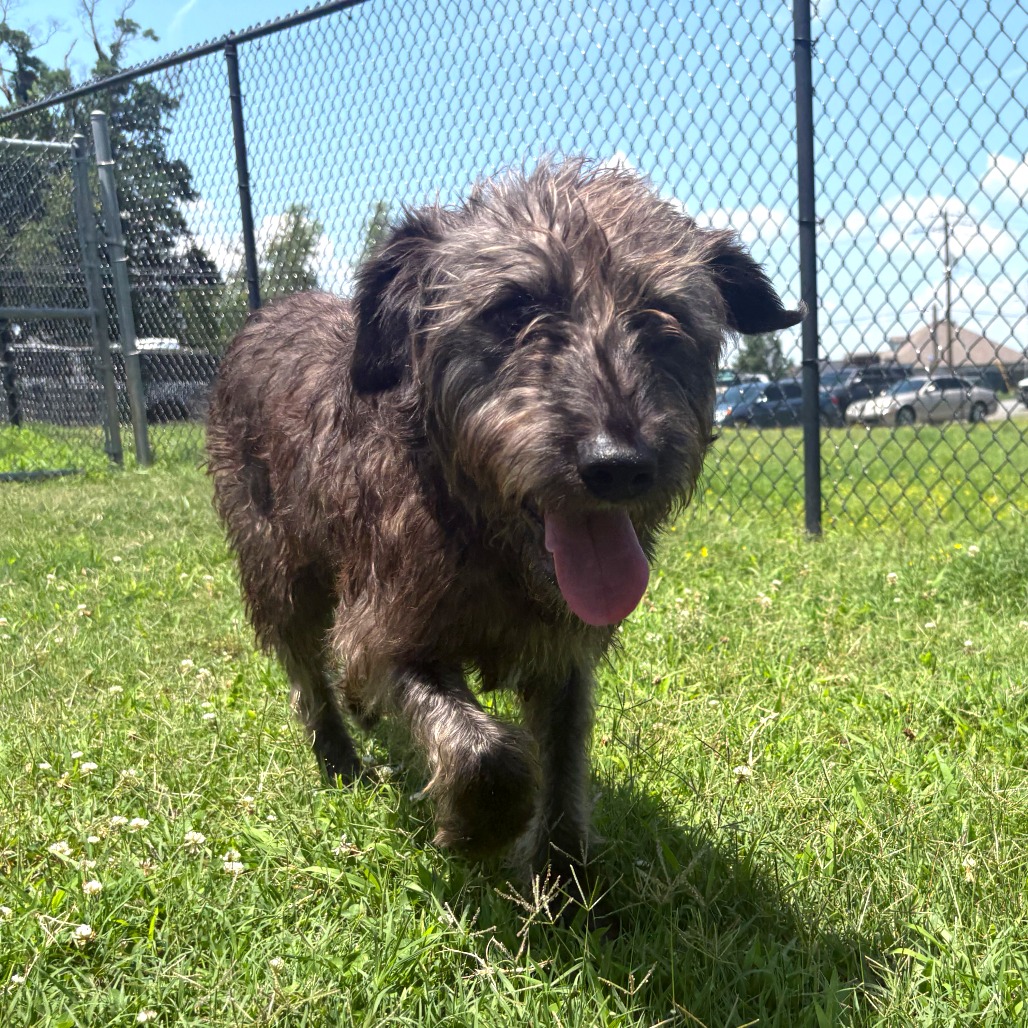 Shelter Stray Male Dog last seen , Cabot, AR 72007