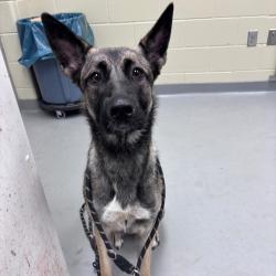 Shelter Stray Female Dog last seen , Columbus, GA 31907