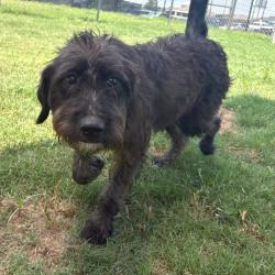 Shelter Stray Female Dog last seen , Cabot, AR 72007