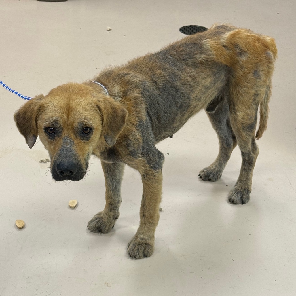 Shelter Stray Male Dog last seen , Pine Bluff, AR 71601