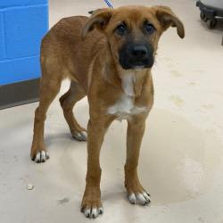 Shelter Stray Female Dog last seen , Pine Bluff, AR 71601