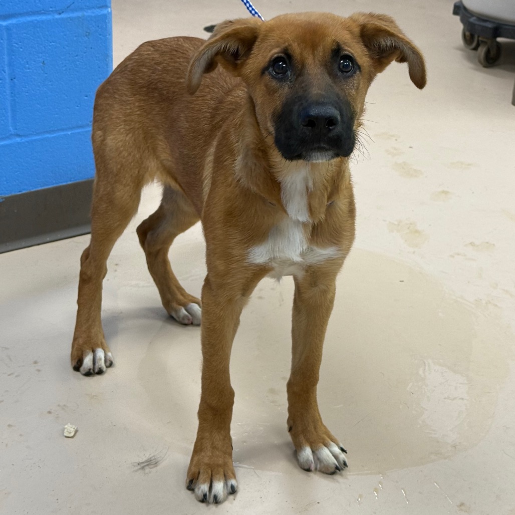 Shelter Stray Female Dog last seen , Pine Bluff, AR 71601