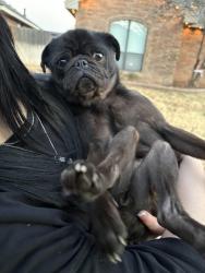 Lost Female Dog last seen Midland tx, Midland, TX 79707