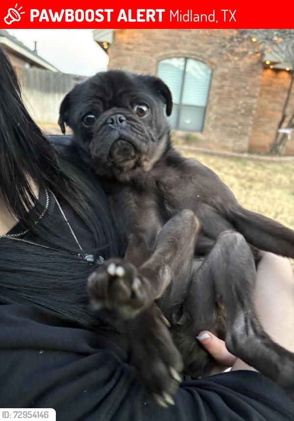 Lost Female Dog last seen Midland tx, Midland, TX 79707
