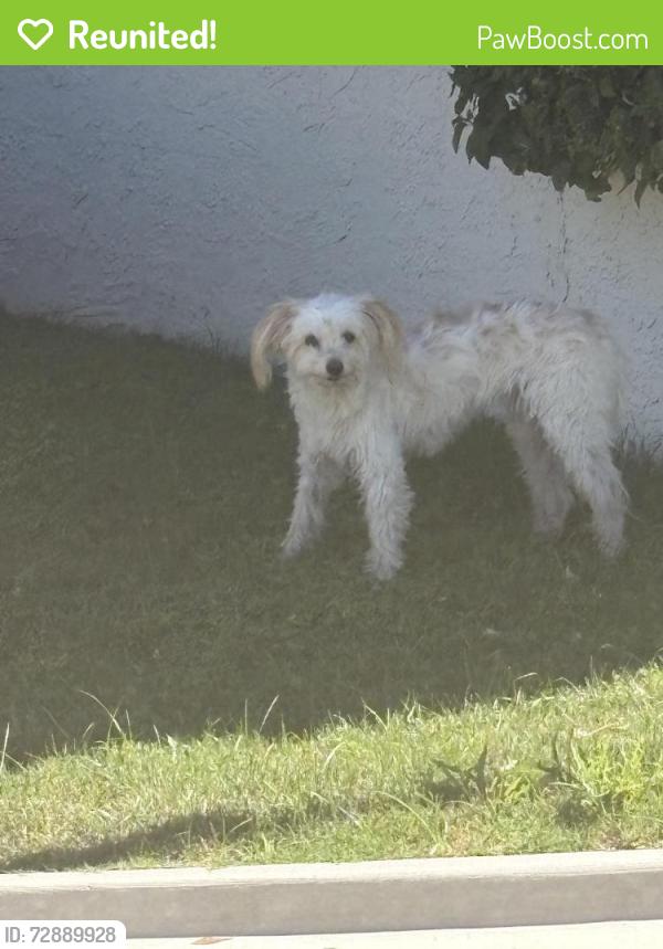Reunited Unknown Dog last seen 3rd ave and Marilyn , Phoenix, AZ 85013
