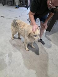 Found/Stray Unknown Dog last seen Jordan Rd, Huntsville, AL 35811