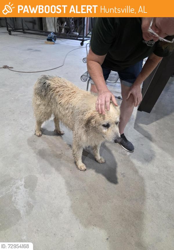 Found/Stray Unknown Dog last seen Jordan Rd, Huntsville, AL 35811