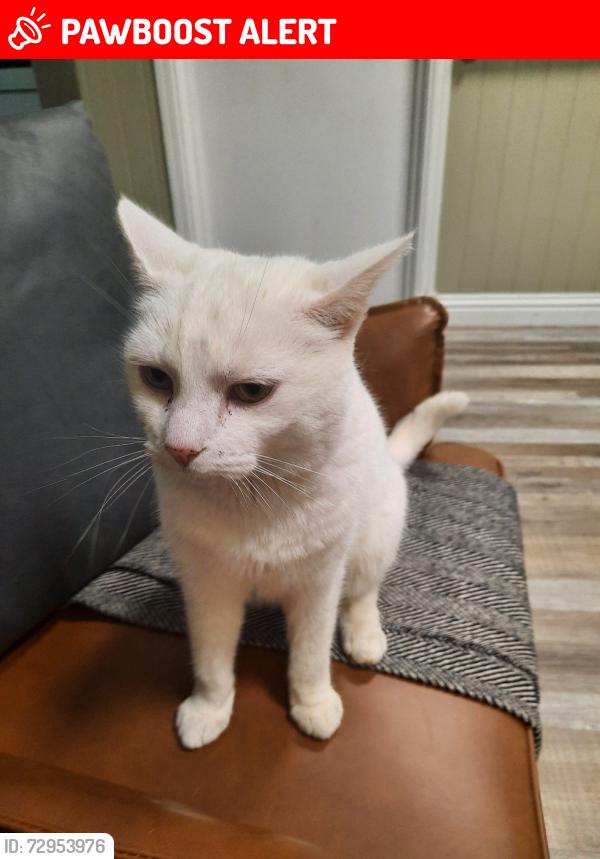 Lost Female Cat last seen Thorneyholme Road and Queens Road, Accrington, Lancashire, England BB5 6BD