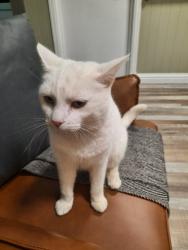 Lost Female Cat last seen Thorneyholme Road and Queens Road, Accrington, Lancashire, England BB5 6BD