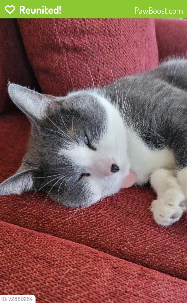 Reunited Male Cat last seen The villages, Indianapolis, IN 46256