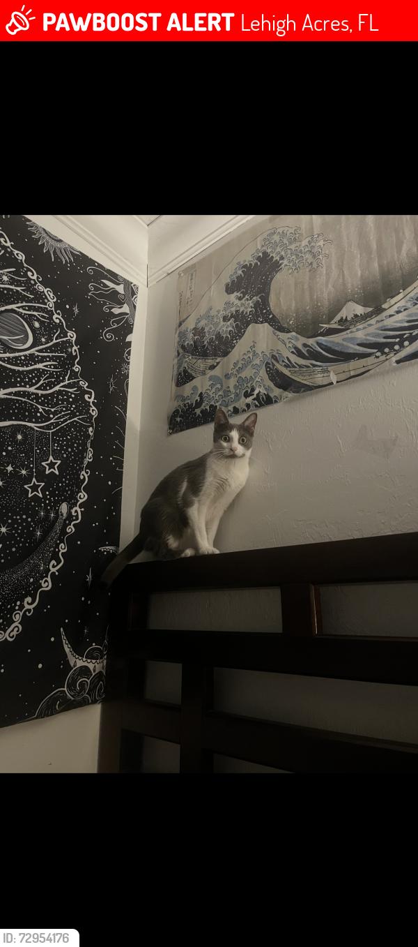Lost Female Cat last seen Leonard , Lehigh Acres, FL 33973
