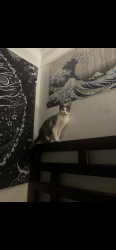Lost Female Cat last seen Leonard , Lehigh Acres, FL 33973