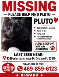 Lost Male Cat last seen Plantation Cove Dr., Lockhart, FL 32810