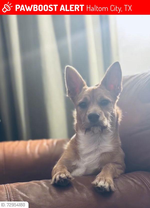 Lost Male Dog last seen Haltom Rd. & Glenview, Haltom City, TX 76117