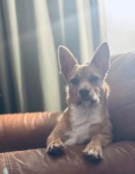 Lost Male Dog last seen Haltom Rd. & Glenview, Haltom City, TX 76117