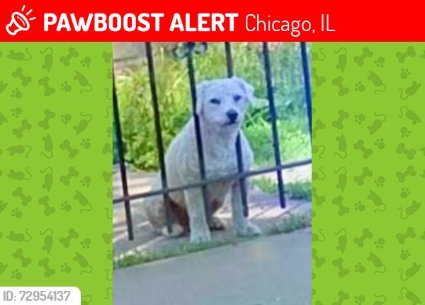 Lost Male Dog last seen CICERO AND GRAND, Chicago, IL 60639