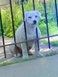 Lost Male Dog last seen CICERO AND GRAND, Chicago, IL 60639
