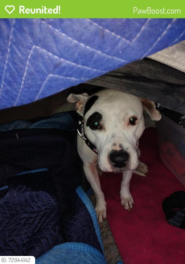 Reunited Female Dog last seen Lower Wacker and Lower Columbus by the river walk, Chicago, IL 60606