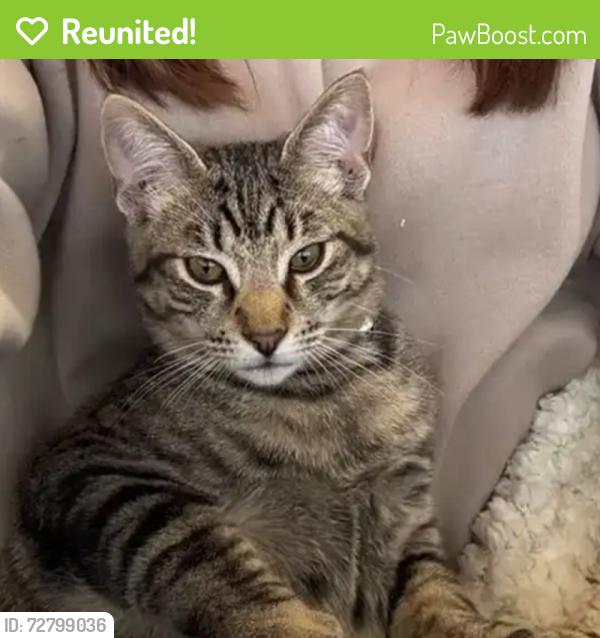 Reunited Male Cat last seen Negus, Redmond, OR 97756