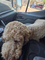 Reunited Male Dog last seen W. 15th lane and rose garden, Phoenix, AZ 85027