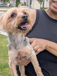 Reunited Male Dog last seen Kinakeet Dr, Cardinal Lake Dr, Durham, NC 27704