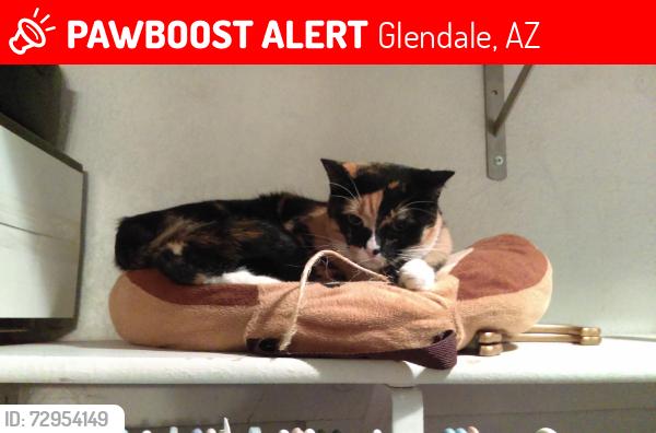 Lost Female Cat last seen 61st Avenue and Cholla, Glendale, AZ, Glendale, AZ 85304