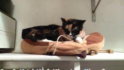 Lost Female Cat last seen 61st Avenue and Cholla, Glendale, AZ, Glendale, AZ 85304