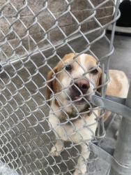 Shelter Stray Male Dog last seen Out of Town, Burnsville, NC 28714