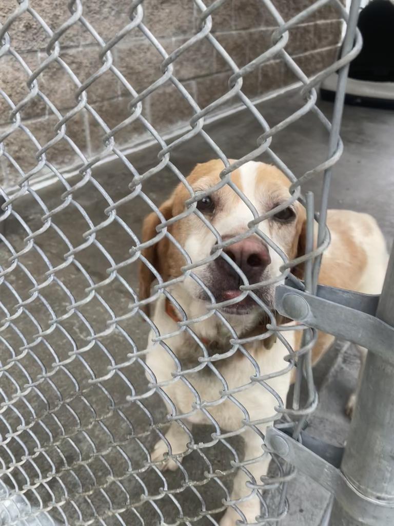 Shelter Stray Male Dog last seen Out of Town, Burnsville, NC 28714
