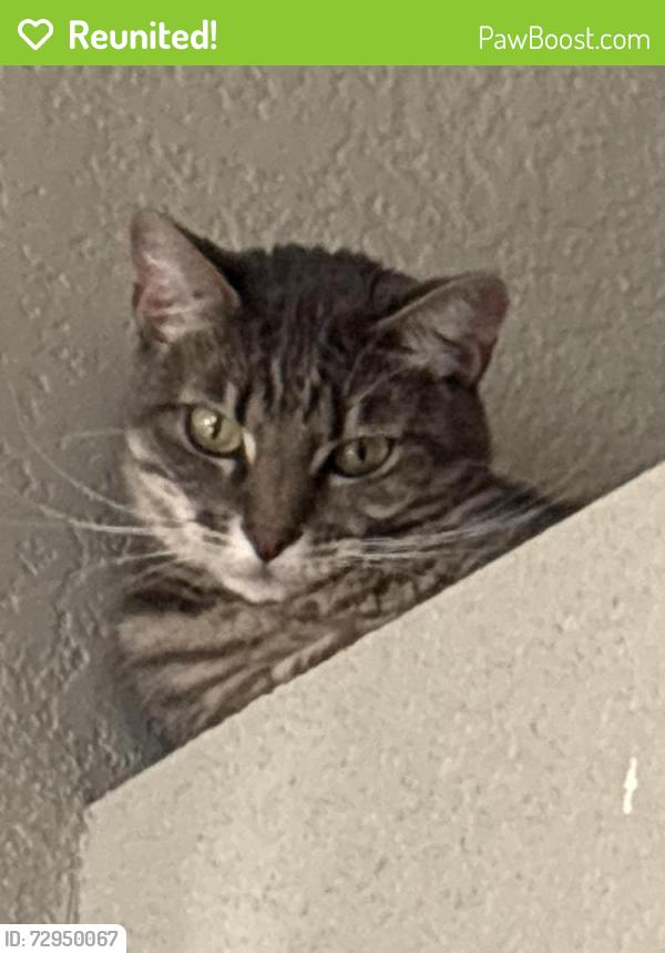 Reunited Female Cat last seen Bloom Street, Boise, ID 83703