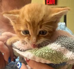 Shelter Stray Male Cat last seen Out of Town, Burnsville, NC 28714