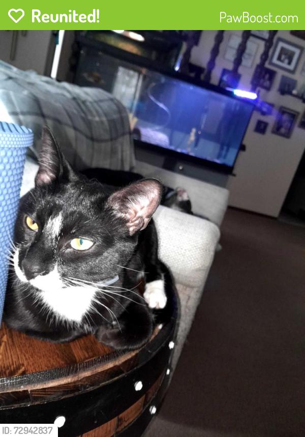 Reunited Male Cat last seen St Joe River , Bristol, IN 46507