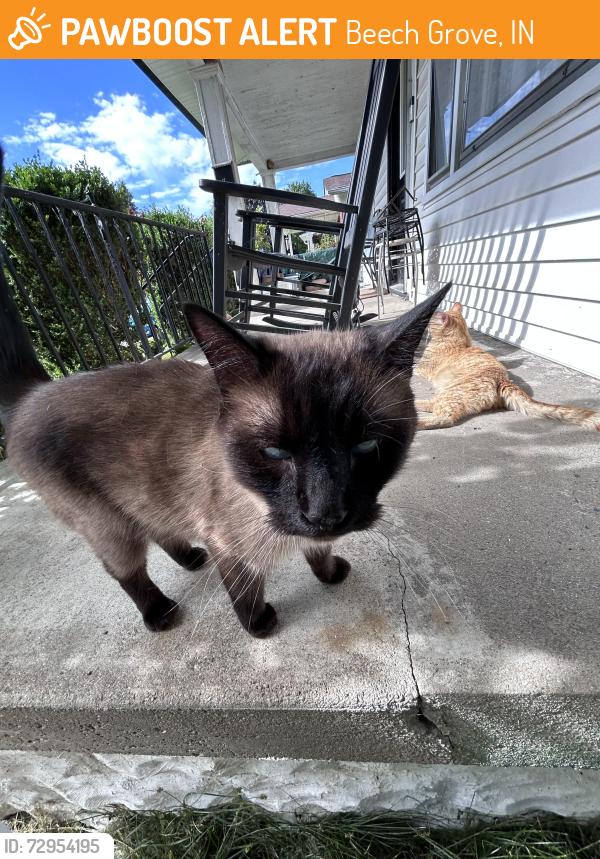 Found/Stray Male Cat last seen Main and 3rd, Beech Grove, IN 46107