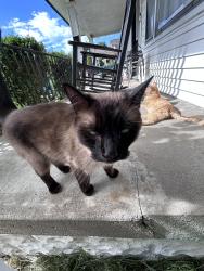 Found/Stray Male Cat last seen Main and 3rd, Beech Grove, IN 46107