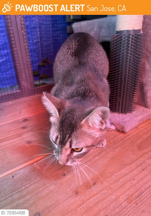 Found/Stray Unknown Cat last seen Lewis Rd, San Jose, CA 95111