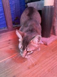 Found/Stray Unknown Cat last seen Lewis Rd, San Jose, CA 95111