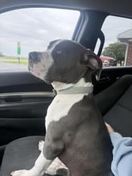 Found/Stray Female Dog last seen Country RD 700, Marion, IN 46953